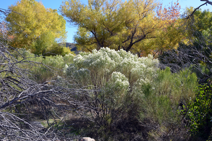 Baccharis Sarothroides Desertbroom Southwest Desert Flora