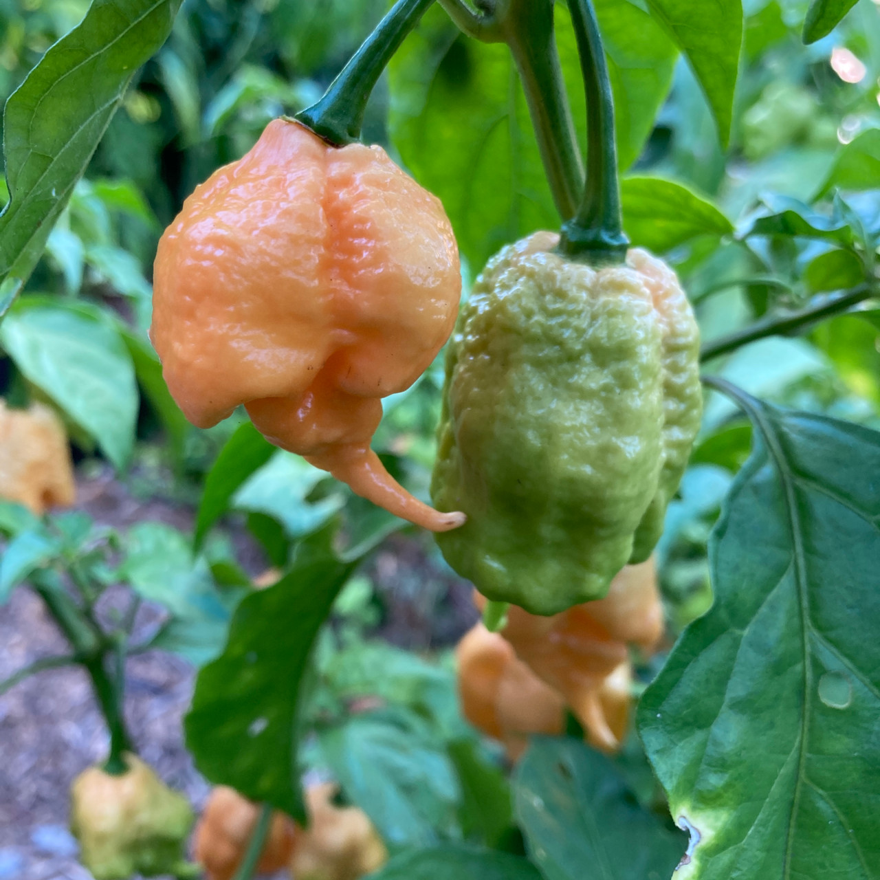 California Reaper Pepper