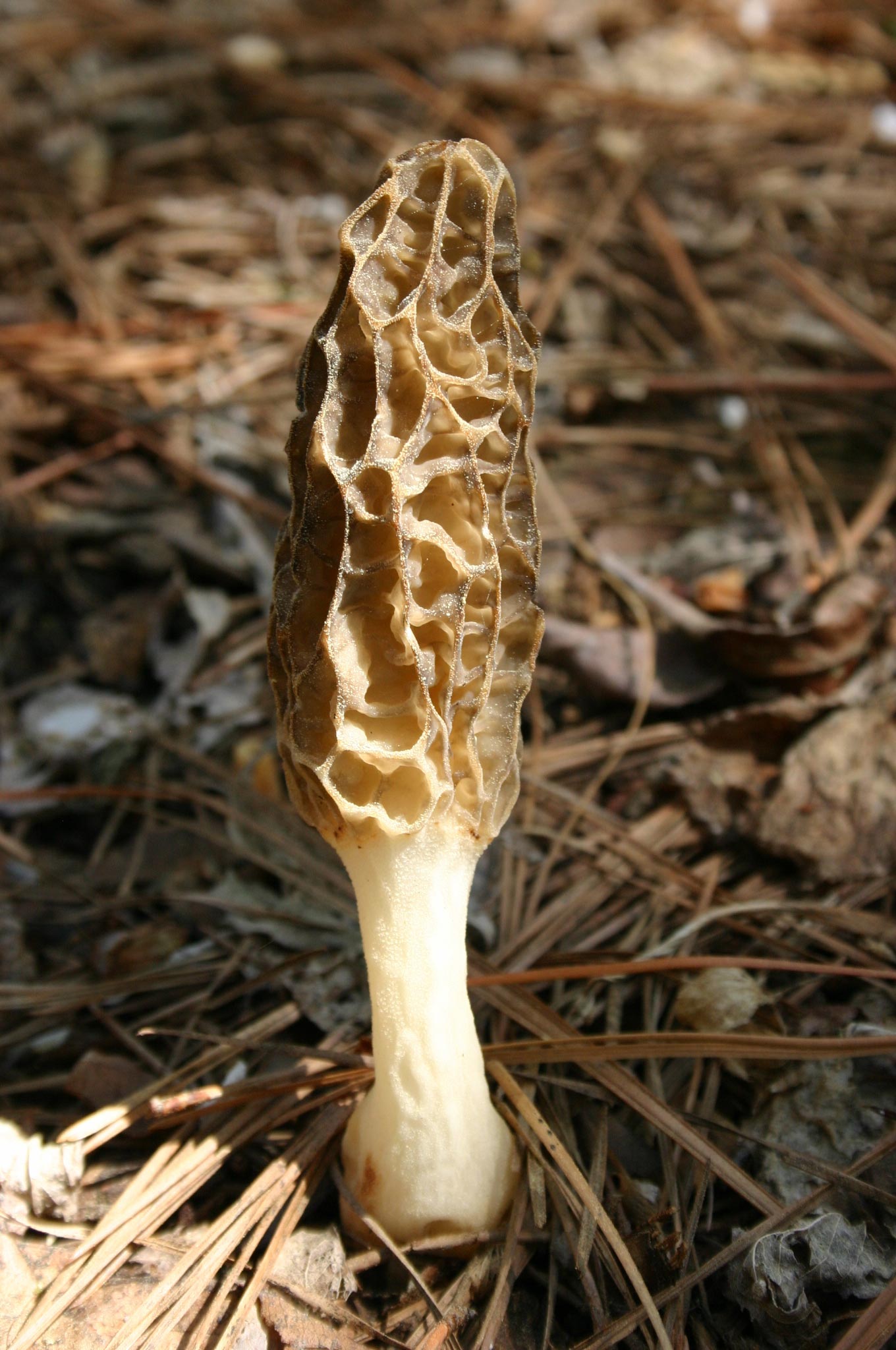 Mushroom Identification Guide Pdf