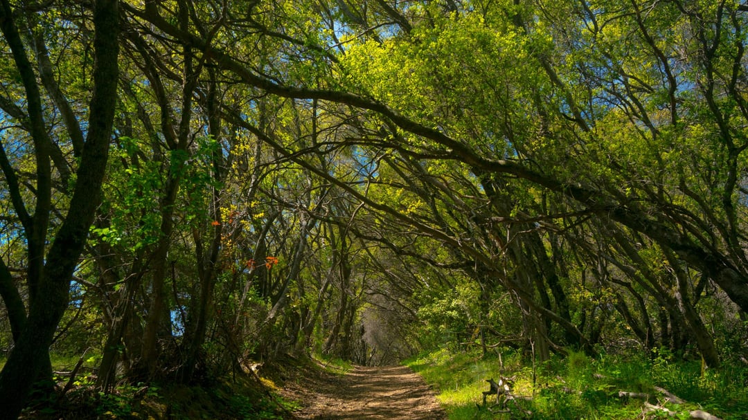 Olmstead Loop Trail In Cool Ca Oc R Norcal