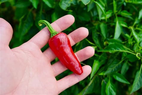 What Is Fresno Chili Substitute? Easy Swap Solutions