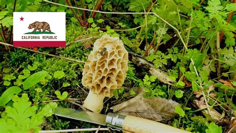 When To Find California Mushrooms? Seasonal Tips